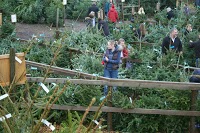 Christmas Tree Farm 1130007 Image 1