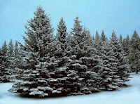 Christmas Trees from Swillington Park 1125567 Image 0