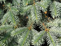 Christmas Trees from Swillington Park 1125567 Image 1