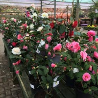 Cleeve Nursery and Garden Centre 1106991 Image 5
