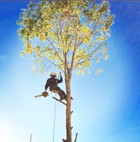 Cole and Sons Tree surgery and Landscaping 1103870 Image 7