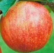 Cornish Apple Trees 1126919 Image 1