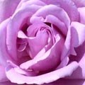picture Country Garden Roses Shrewsbury country garden roses in hadnall