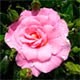 Country Garden Roses 1116438 Image 4