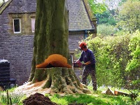 Cumbria Tree Surgeons 1131460 Image 9