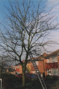 Dead Or Alive Tree Surgery 1125561 Image 3