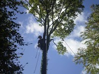 Direct Tree Services 1117836 Image 0