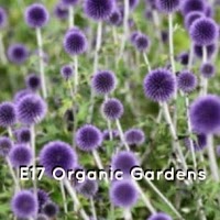 E17 Organic Gardening 1107794 Image 3