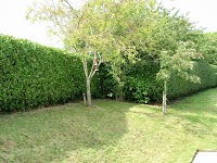 Evolution Tree , Hedge and Fencing services 1127527 Image 0