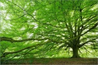 Four Seasons Tree Care Ltd 1113861 Image 5
