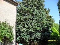 G.D. TREE SERVICES 1116842 Image 4