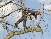 GKD Landscaping and Tree Surgery 1129622 Image 4