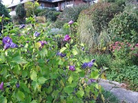 Gardener for hire, Seaford Helping Hand Gardener 25 yrs Experience 1106468 Image 2