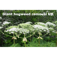 Giant hogweed removal UK 1116562 Image 0