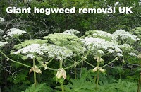 Giant hogweed removal UK 1116562 Image 1