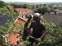 Gower Tree Work Specialists 1122290 Image 3