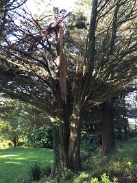 Gower Tree Work Specialists 1122290 Image 4
