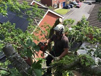 Gower Tree Work Specialists 1122290 Image 6