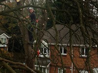 Gower Tree Work Specialists 1122290 Image 7