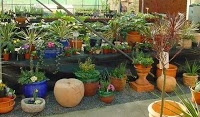 Grandiflora Plant and Garden Centre 1106957 Image 4