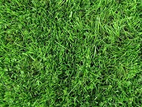 Green Lawn Turf   Garden Turf Laying Services London 1123308 Image 6