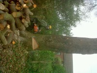 Green Man Tree Services 1120800 Image 5