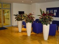 Green Team Interiors for Office Plants 1129981 Image 4