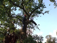 Haywards Tree Services   Harrow UK 1124691 Image 4