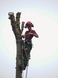 Heartwood Professional Treecare 1109507 Image 0