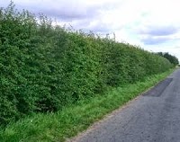 Hedging and trees 1115361 Image 2