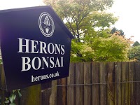 Herons Bonsai 1108532 Image 6