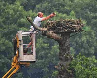 Hill fort Tree Care and Consultancy 1124434 Image 0