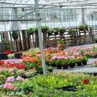 Hopwood Garden Centre In Birmingham Worcestershire B48 7tt