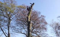 Huw Forestry tree care and woodland management 1125956 Image 3