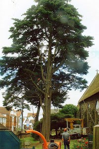 Ian Allston Tree Surgery Ltd 1120149 Image 0