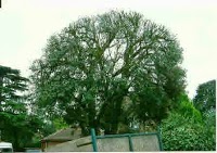 Ian Allston Tree Surgery Ltd 1120149 Image 7