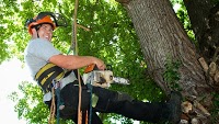 JandS Tree Care 1108425 Image 0