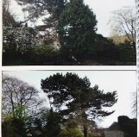 JandS Tree Care 1108425 Image 5