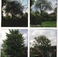 JandS Tree Care 1108425 Image 6
