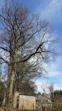 Johns Tree Services 1109443 Image 4