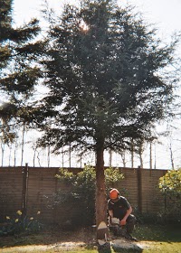 Lloyds Tree Surgery 1104604 Image 4