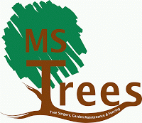 MS Trees 1107128 Image 2