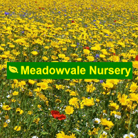 Meadowvale Nursery 1108454 Image 7