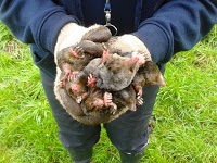 Mole Control   Bridgnorth, Shropshire aka Bridgnorth Mole Catcher   Mole Trapper   Mole Pest Control 1112650 Image 2