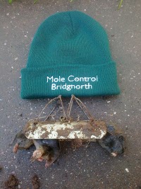 Mole Control   Bridgnorth, Shropshire aka Bridgnorth Mole Catcher   Mole Trapper   Mole Pest Control 1112650 Image 7
