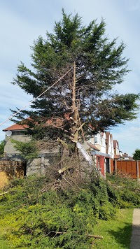 NCS Tree Felling, Pruning and Care 1119014 Image 1