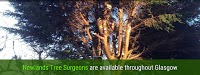 Newlands Tree Surgeons and Landscaping Solutions 1110149 Image 2
