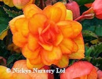 Nickys Nursery Ltd Mail Order Seeds 1105315 Image 2