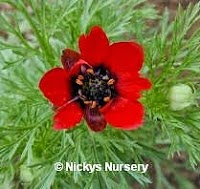 Nickys Nursery Ltd Mail Order Seeds 1105315 Image 5