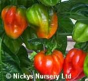 Nickys Nursery Ltd Mail Order Seeds 1105315 Image 7